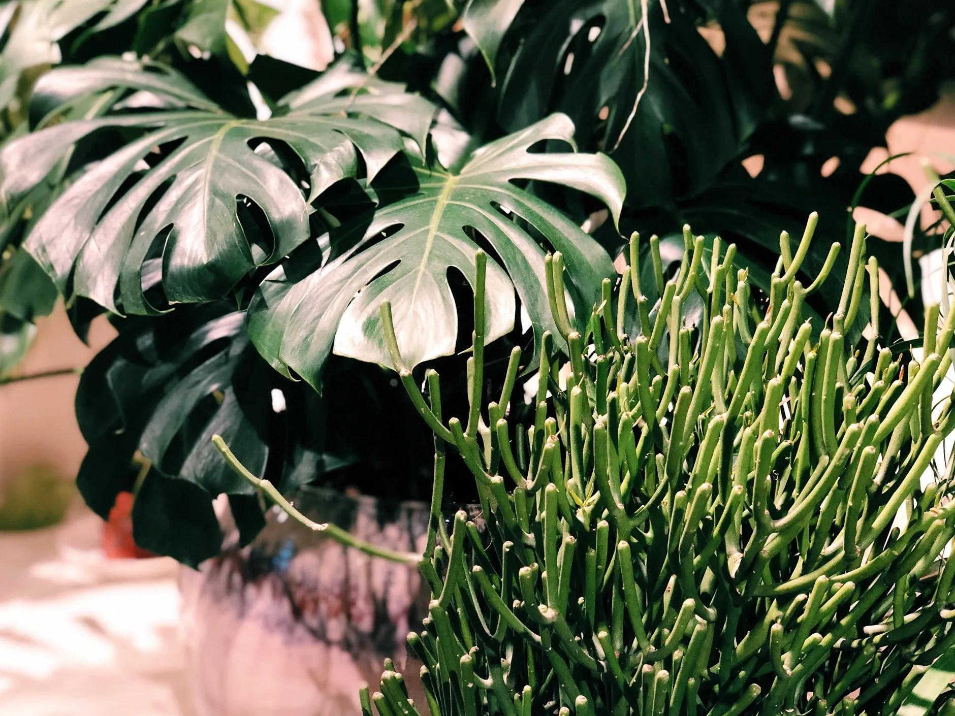 Welcome to the Jungle: Pflanzen und Keramik in der Mauritia Gallery | Mit  Vergngen Kln