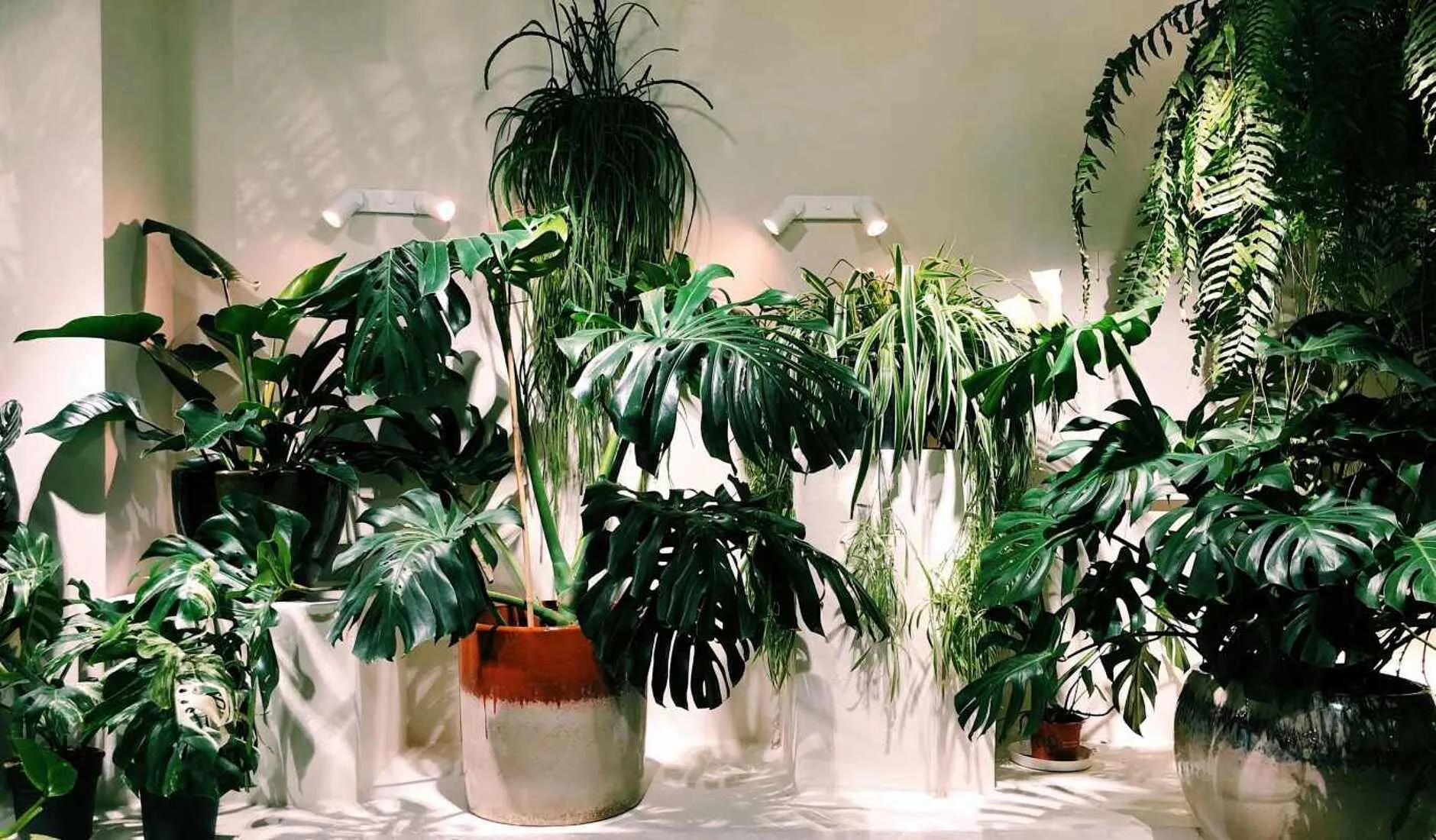 Welcome to the Jungle: Pflanzen und Keramik in der Mauritia Gallery | Mit  Vergngen Kln