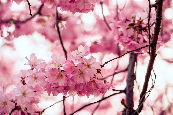 Magnolienbaume Und Kirschblute 21 Orte Fur Rosa Blutenzauber In