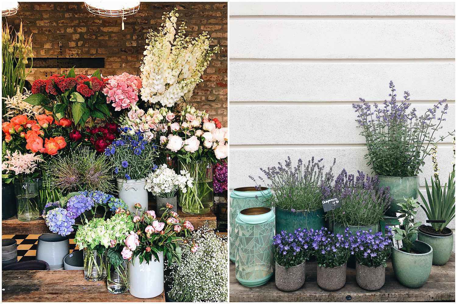 Pflanzen und Blumen bei Goldregen in Ehrenfeld Mit Vergnügen Köln