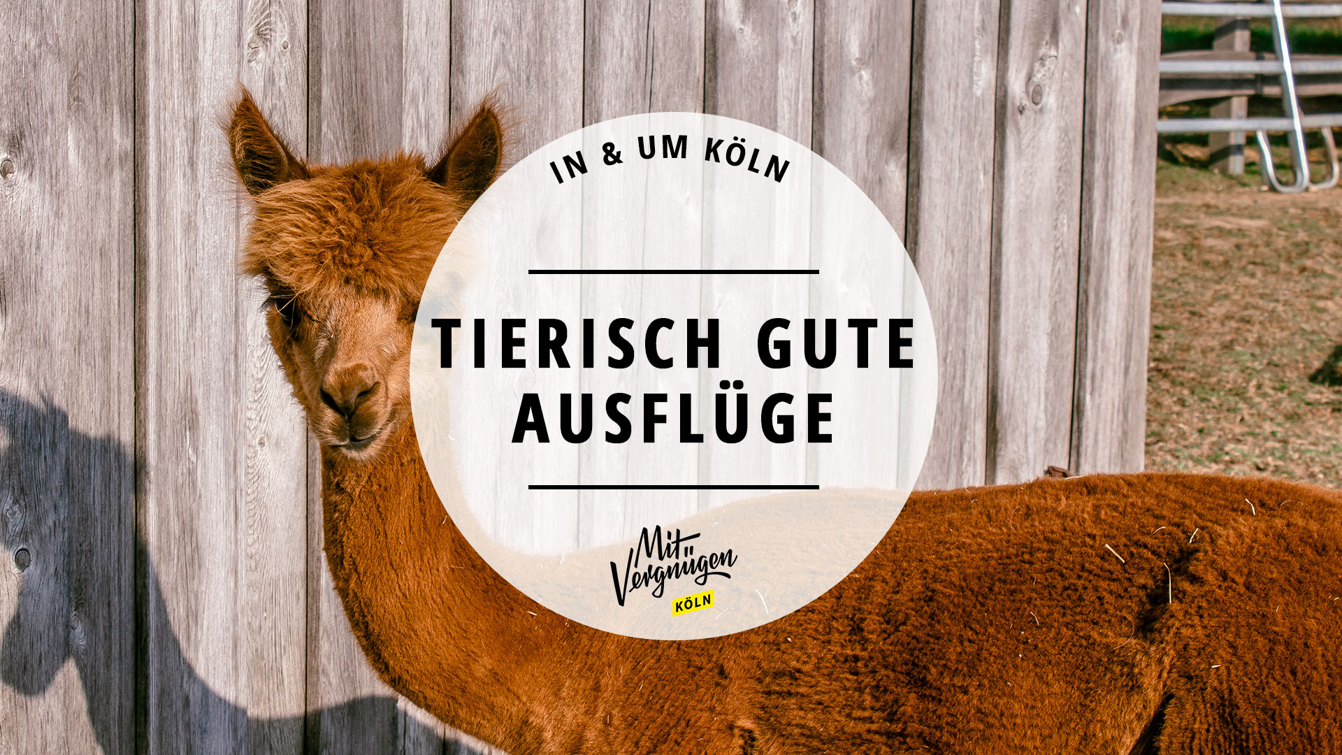 #Affe, Esel und Co.: 11 tierisch gute Ausflüge in und um Köln