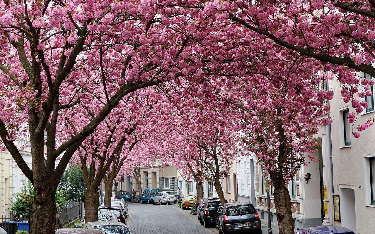 Die Kirschblüten in Bonn bestaunen | Mit Vergnügen Köln