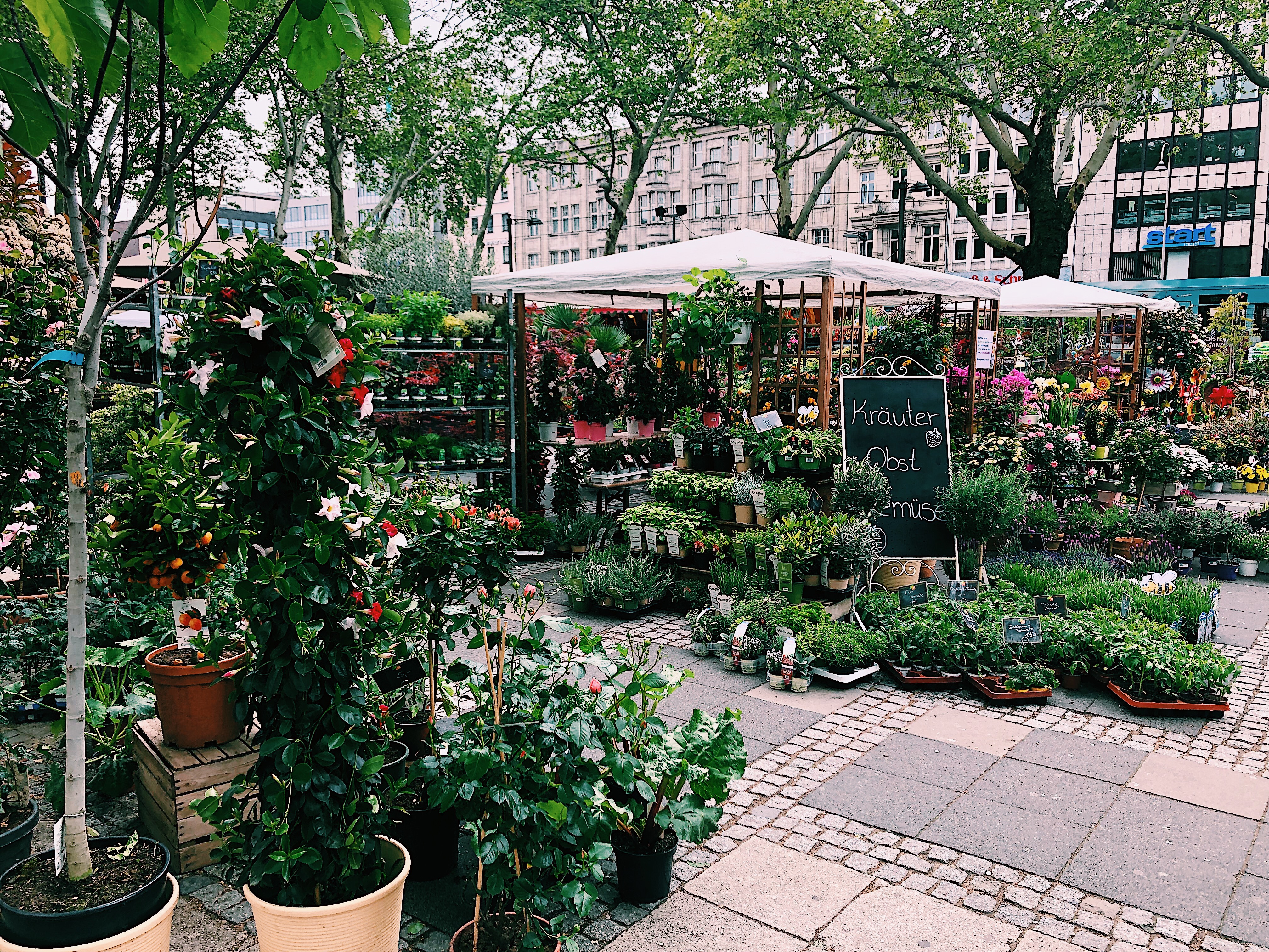 Pflanzen kaufen auf dem Klner Blumenmaimarkt | Mit Vergngen Kln