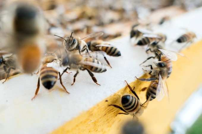 11 Tipps Wie Du Balkon Und Garten Fur Die Bienen Fit Machen Kannst Mit Vergnugen Koln