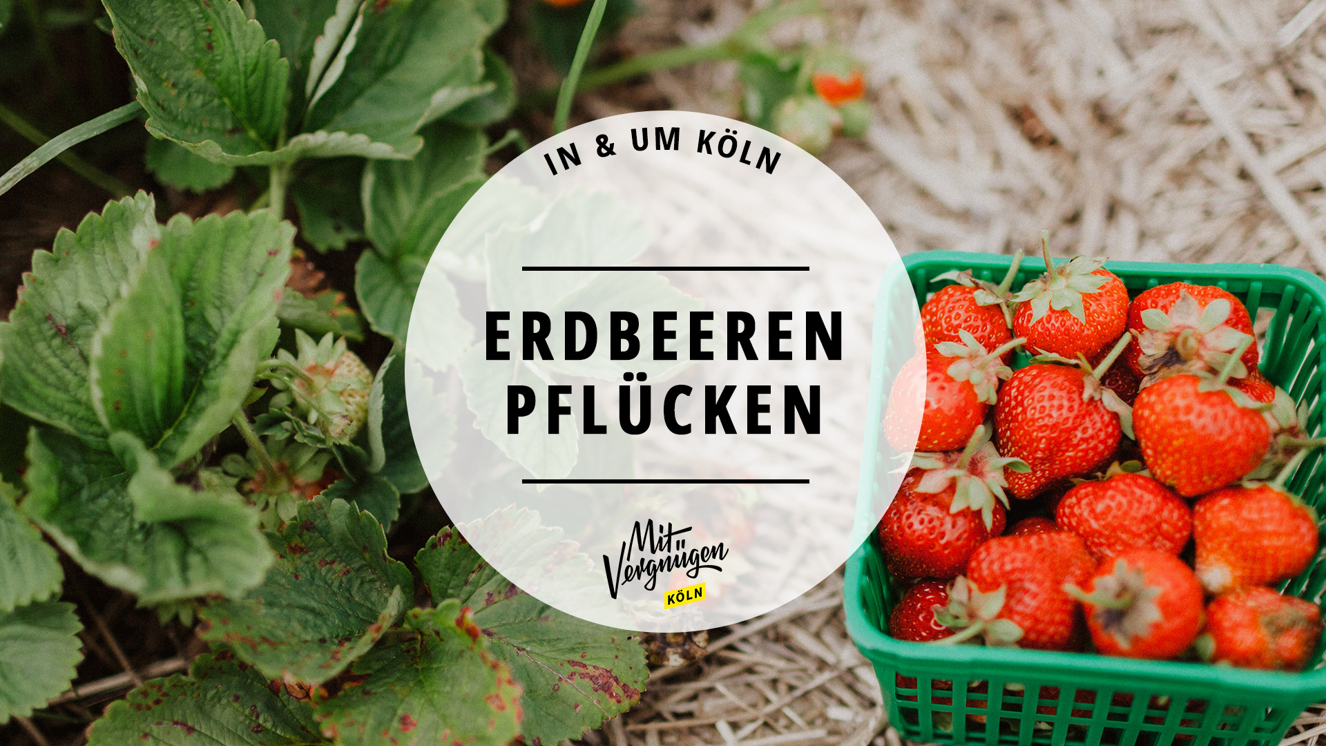 #11 Orte in und um Köln, an denen ihr selbst Erdbeeren pflücken könnt